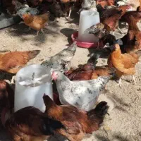 مرغ خروس بقلمون محلی