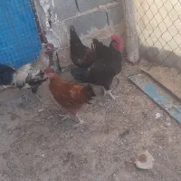 جوجه و نیمچه خروس محلی