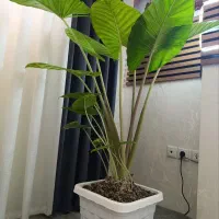 بابا آدم گل لاکچری|گل و گیاه طبیعی|قم, سید معصوم|دیوار