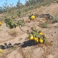 فروش یا معاوضه ملک کشاورزی|فروش زمین و ملک کلنگی|نگار, |دیوار