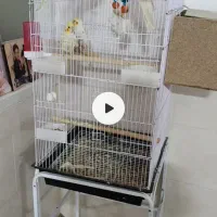 جفت عروس هلندی بالغ با دو جوجه