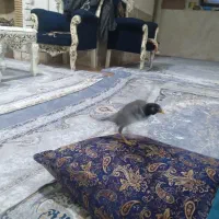 مرغ مینا نر جوان سخن گو|پرنده|گرگان, |دیوار