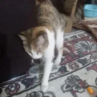 واگذاری گربه