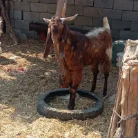 پاکستانی فروشی|حیوانات مزرعه|ارزوئیه, |دیوار