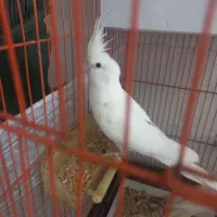 طوطی عروس هلندی