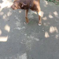 سگ پیتبول ماده دو ساله|سگ|رودسر, |دیوار