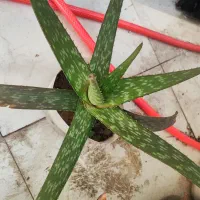 گلهای اپارتمانی