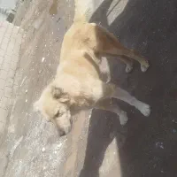 سگ دهن پاک