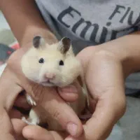 دوعددهمستر|موش و خرگوش|کرمان, |دیوار