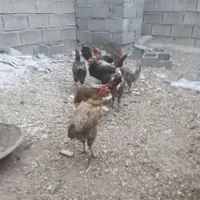 مرغ و خروس|پرنده|خمینی‌شهر, |دیوار
