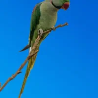 شاه طوطی نر دستی