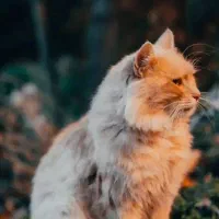 نگهداری از حیوانات خانگی