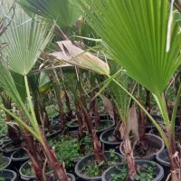 گیاهان زینتی  آپارتمانی زاموفیلیا وپالم