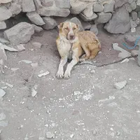 فروش سگ نگهبان