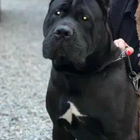 کین کورسو|سگ|تهران, پردیسان|دیوار