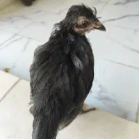 جوجه مرغ محلی