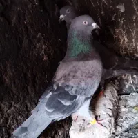 تعدادی کبوتر