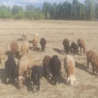 گوسفند همه رقم نر و ماده برای قربانی و نگهداری|حیوانات مزرعه|اردبیل, |دیوار