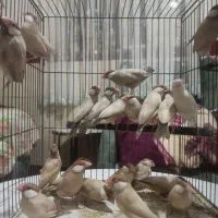 نرگسی شکلاتی|پرنده|اندیشه, اندیشه فاز ۱|دیوار