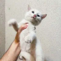 سرپرستی بچه گربه