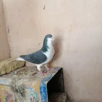 کبوترها همه سالم به شرط تخم و جوجه|پرنده|سبزوار, شهرک جهاد|دیوار