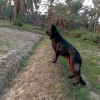 ژرمن بلک اصیل|سگ|فاریاب, |دیوار
