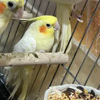 عروس هلندی ۵ تخم|پرنده|انار, |دیوار