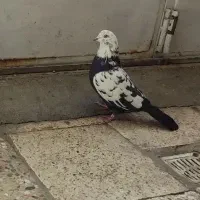 کبوتر پر|پرنده|شهرکرد, |دیوار