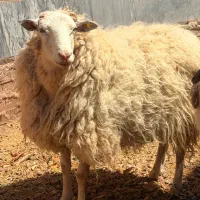 گوسفند میش قوچ رومن