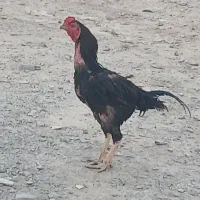 خروس لاری سیاه خاش