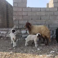 تعدادی میمه ورک بز بزغاله دزدی شدن|حیوانات|ایلام, |دیوار