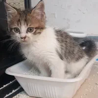 واگذاری رایگان بچه گربه