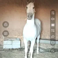 نریان  دو سر عرب