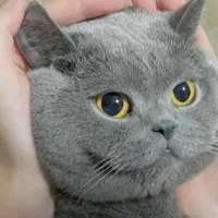 بیرتیش اسکاتیش/بلو دبل فلد/۲ماهه اصیل/آپارتمانی|گربه|فردیس, شهرک ناز|دیوار