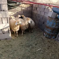 کاور بره|حیوانات مزرعه|بم, |دیوار