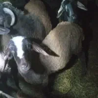 بره افشاری ماده