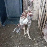 جوجه خروس ترک