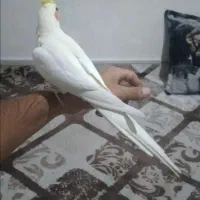 عروس هلندی لوتینو نر