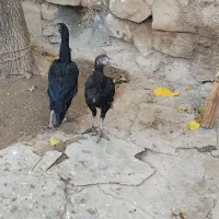 مرغ لاری جوان|حیوانات مزرعه|سنقر, |دیوار