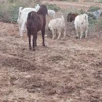 بزهای 50 راس 30 راس نر درجه یک