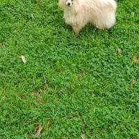 سگ پامر خرسی نر