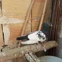 کبوتر سینه سیاه|پرنده|قرچک, مهدیه|دیوار