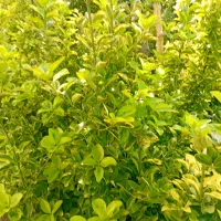 شمشاد طلایی - بوته مادر|خدمات باغبانی و درختکاری|کلاچای, |دیوار