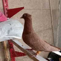 سرخ دم سفید ماده