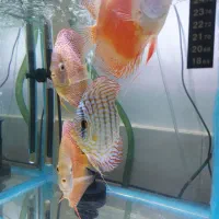 دیسکس و ماهی و اکواریوم