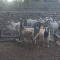 بخته ۲۲ عدد
