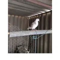 کبوتر ماده‌