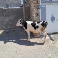 گوساله سمینتال ماده