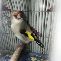 سهره کرمونی ریزخون|پرنده|شهر بابک, |دیوار