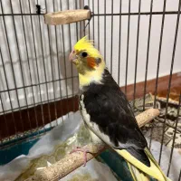 عروس  هلندی